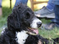 Puppys van Bliss040622-0194